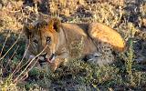 TANZANIA - Serengeti National Park - Leoni Lions - 32